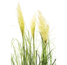 Pampasgras mit grünem Gras