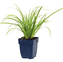 Japan-Segge FloraSelf Carex morrowii H 5-30 cm Co 0,5 L