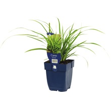 Japan-Segge FloraSelf Carex morrowii H 5-30 cm Co 0,5 L