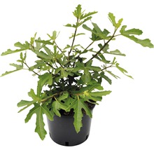 Feigenbaum braun Ficus carica 'Brown Turkey' H 40-60 cm Co 3,5 L