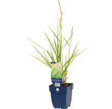Pennisetum Ziergras im Topf
