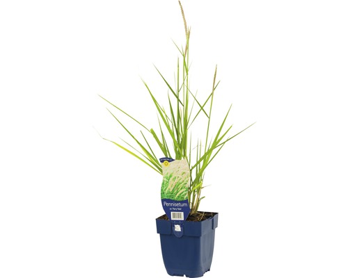 Orientalische Lampenputzergras FloraSelf Pennisetum orientale 'Fairy Tails' H 5-80 cm Co 0,5 L Orientalische Lampenputzergras FloraSelf Pennisetum orientale 'Fairy Tails' H 5-80 cm Co 0,5 L