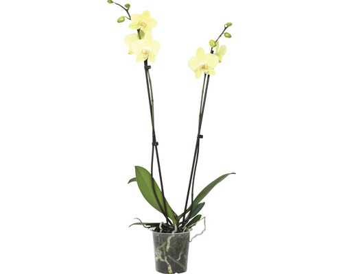 Gelbe Orchidee im Topf