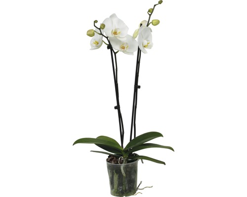 Weiße Orchidee im Topf