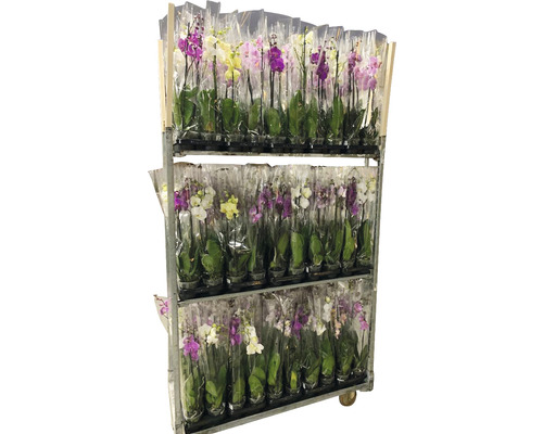 Verkaufswagen mit verpackten Orchideenpflanzen