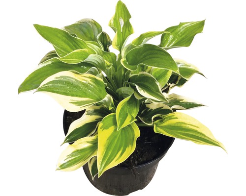 Funkie FloraSelf Hosta-Cultivars Co 3 L gelbbunt versch. Sorten