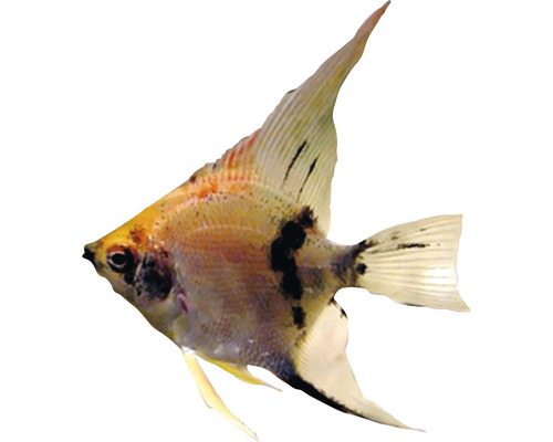Skalar Zierfisch mit Musterung