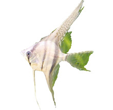 Silberner Segelflosser Zierfisch