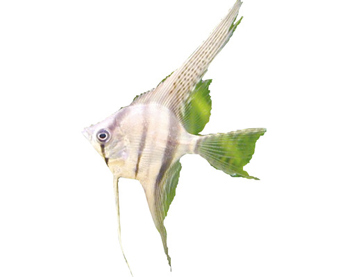 Silberner Segelflosser Zierfisch