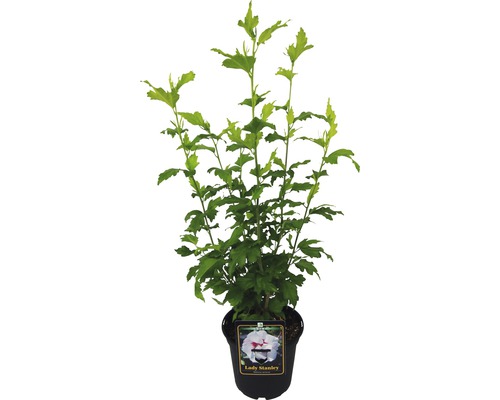 Garteneibisch Hibiscus syriacus 'Lady Stanley' H 40-60 cm Co 3 L halbgefüllte Blüten Hibiskus Lady Stanley im Topf