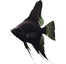 Schwarzer Segelflosser für Aquarien