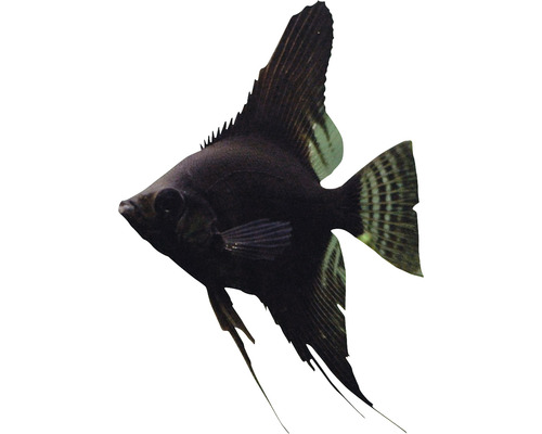 Schwarzer Segelflosser für Aquarien