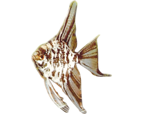 Skalar Zierfisch