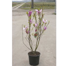 Magnolie FloraSelf Magnolia Hybride H 50-60 cm Co 15 L zufällige Sortenauswahl