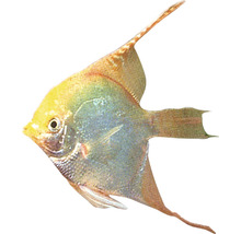 Ein einzelner Segelflosser