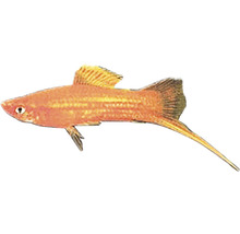 Schwertträger Fisch