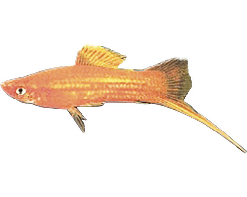 Schwertträger Fisch