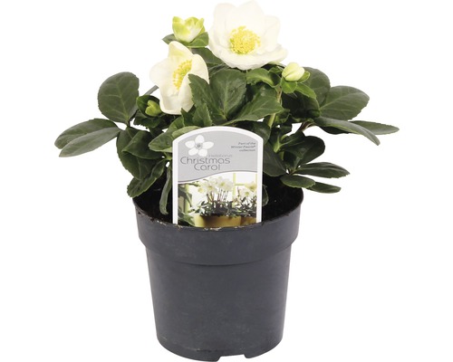 Schneerose, Christrose FloraSelf Helleborus niger 'Christmas Carol' Ø 9 cm Topf Christrose Christmas Carol im Topf