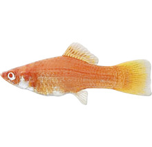 Pfeifferling Zierfisch