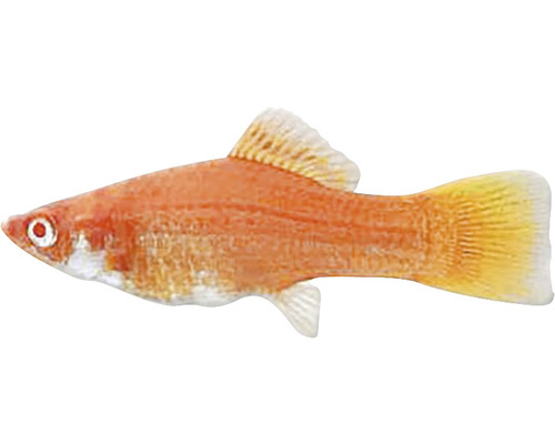 Pfeifferling Zierfisch