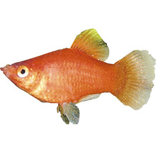 Ein einzelner roter Papageienplaty Fisch