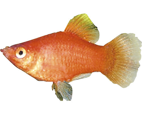 Ein einzelner roter Papageienplaty Fisch