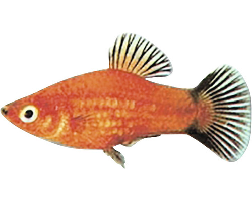 Pfefferfleck-Zahnkärpfling Fisch