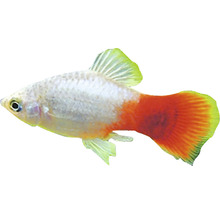 Pflanzenfresser Fisch im Profilansicht