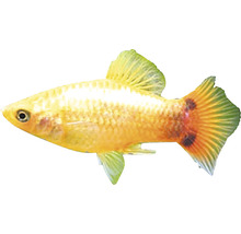 Goldener Platy-Fisch für Aquarien