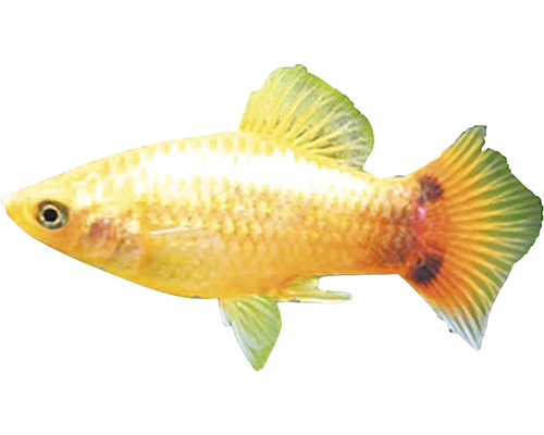 Goldener Platy-Fisch für Aquarien