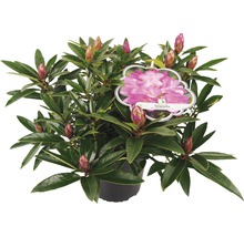 Rhododendron Graziella im Topf mit Blütenknospen und Etikett