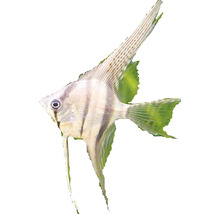 Ein einzelner Segelflosser