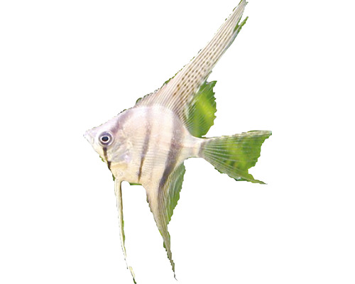 Ein einzelner Segelflosser