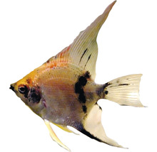Ein einzelner Segelflosser Fisch für das Aquarium