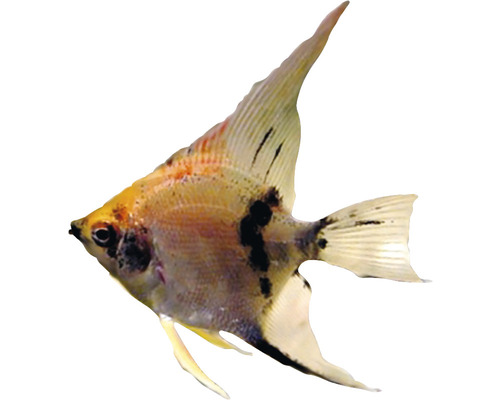 Ein einzelner Segelflosser Fisch für das Aquarium
