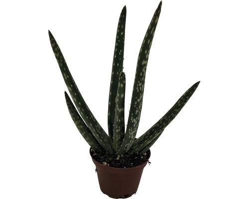 anthurium clarinervum Anthurium clarinervium (24cm pot) main image 1