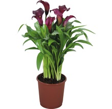 Calla Pflanze im Topf