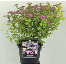 Japanische Spiere Manon im Topf