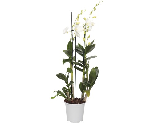 Dendrobie FloraSelf Dendrobium sanook H 80-100 cm Ø 17 cm Topf 3 Rispen weiß Dendrobium Nobile Pflanze mit weißen Blüten in einem Topf