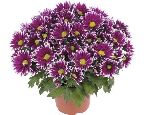 Chrysantheme FloraSelf Chrysanthemum indicum 'Ciao' Ø 12 cm Topf