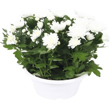 Chrysantheme im Topf