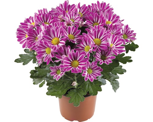 Chrysantheme FloraSelf Chrysanthemum indicum 'Artistic Armin' Ø 12 cm Topf