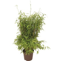 Bambuspflanze im Topf