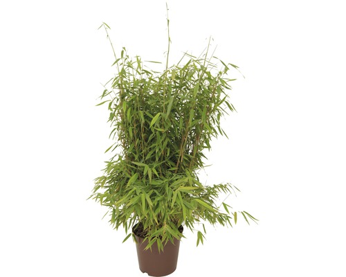 Bambuspflanze im Topf