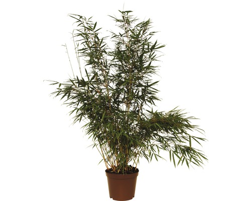 Zebrabambus FloraSelf Fargesia robusta 'Campbell' H 80-100 cm Co 7,5 L