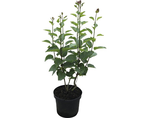 Flieder im Topf mit grünen Blättern und Blütenknospen