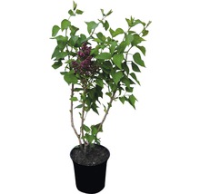 Edelflieder 'Paul Thirion', 40 - 60 cm