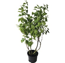 Gartenpflanze in schwarzem Topf mit grünen Blättern
