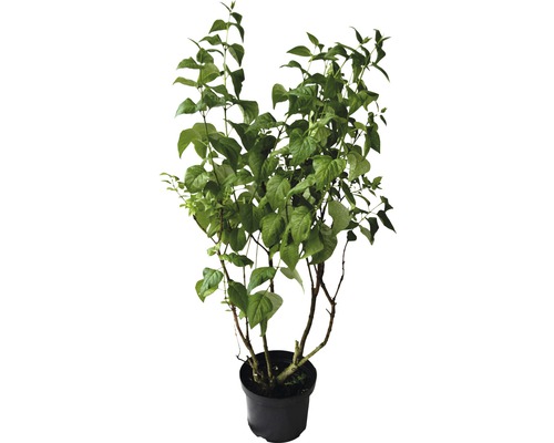 Gartenpflanze in schwarzem Topf mit grünen Blättern