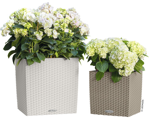 Zwei quadratische Pflanzgefäße mit Flechtmuster und Hortensienbepflanzung